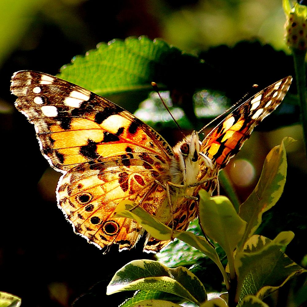 Papillon (Oui je sais )