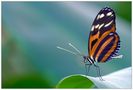 ...papillon outlook... von Alex Oberreiner