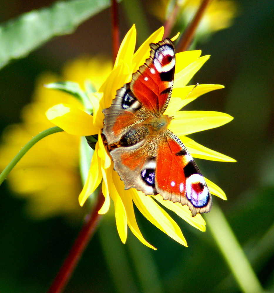 papillon- paon du jour