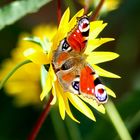 papillon- paon du jour
