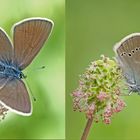Papillon, Papillon, Papillon ...