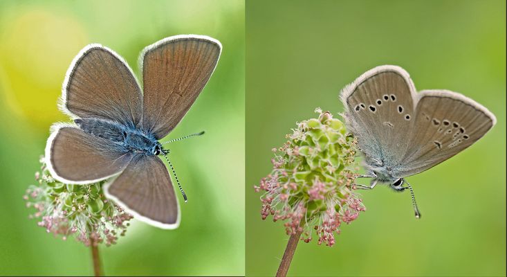 Papillon, Papillon, Papillon ...