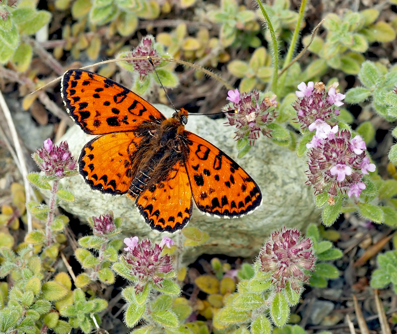 Papillon-Papillon-Papillon… Roter Scheckenfalter (Melitaea didyma) *