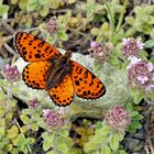 Papillon-Papillon-Papillon… Roter Scheckenfalter (Melitaea didyma) *