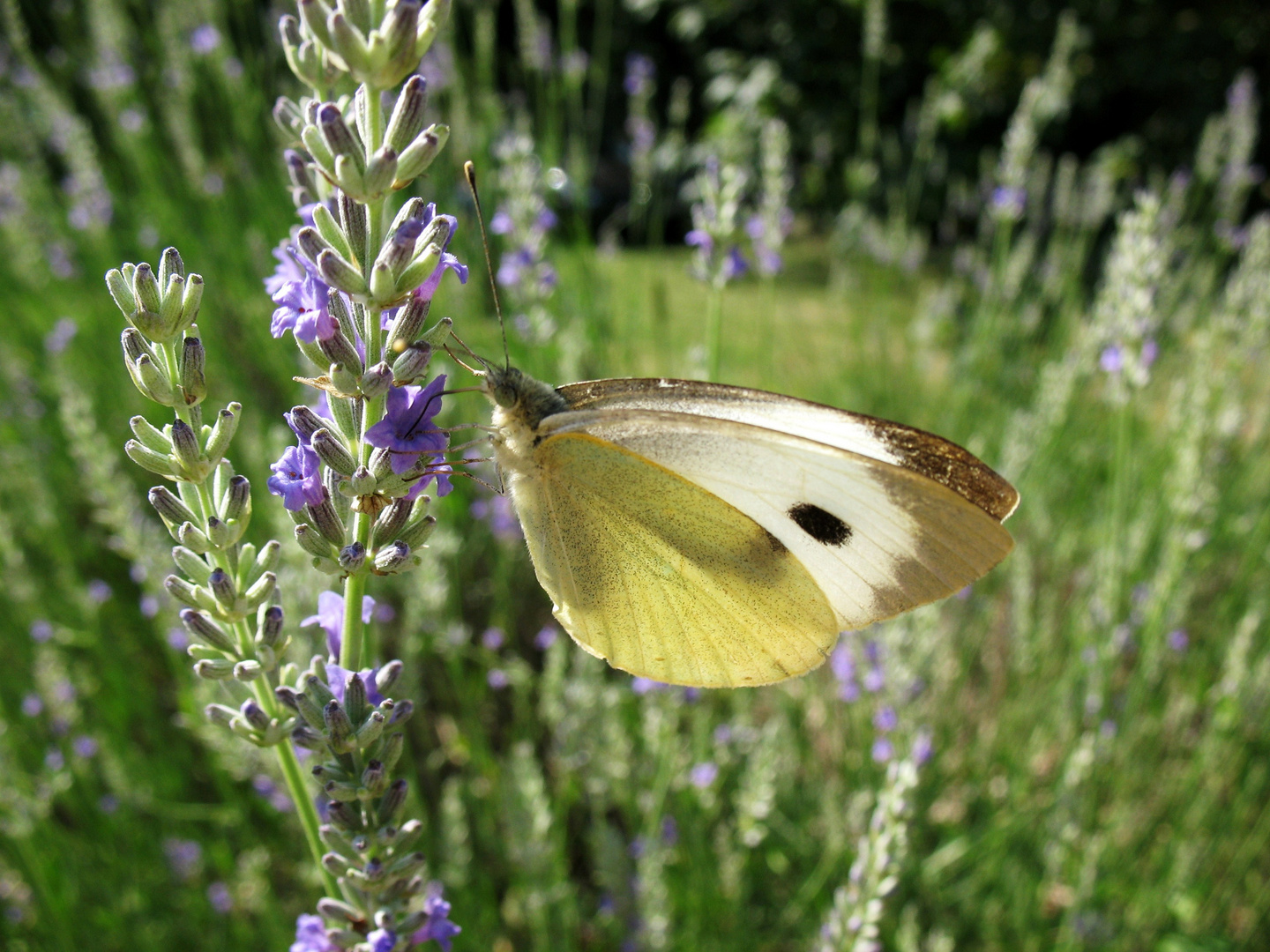 Papillon papillonnant