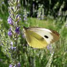 Papillon papillonnant