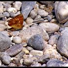 Papillon perdu?