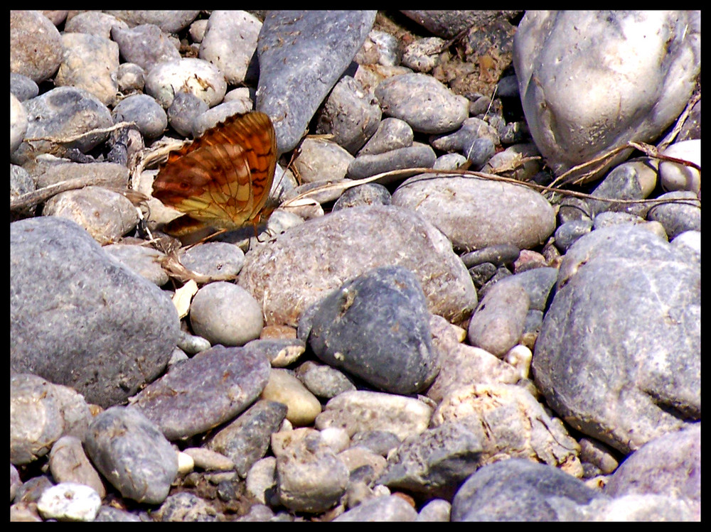 Papillon perdu?