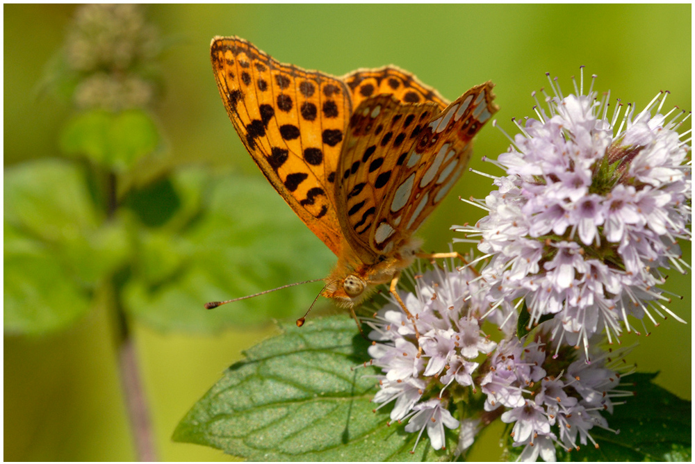 Papillon Petit nacré (Issoria lathonia)