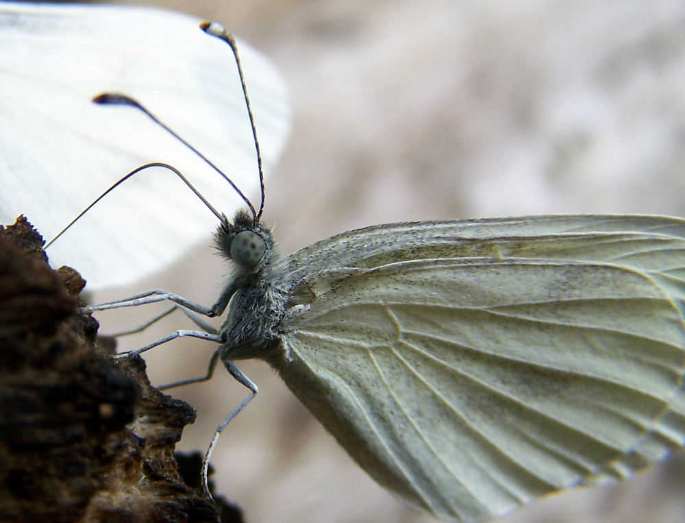 papillon peu farouche