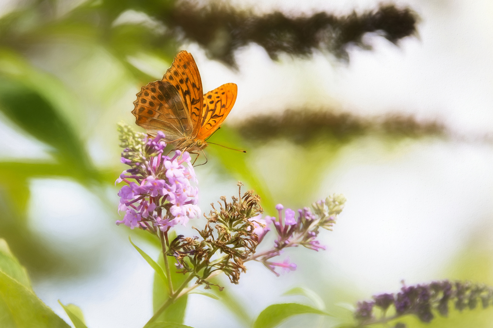 Papillon Pezulois