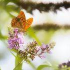 Papillon Pezulois