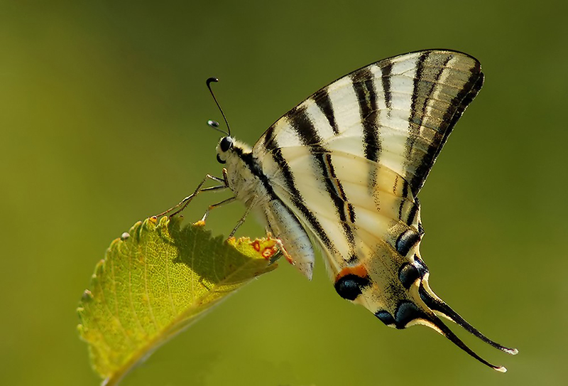 PAPILLON-"PODALIRIUS"