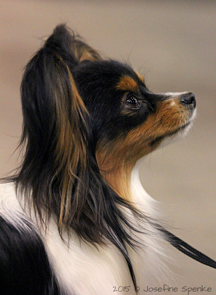 Papillon Portrait