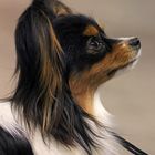 Papillon Portrait