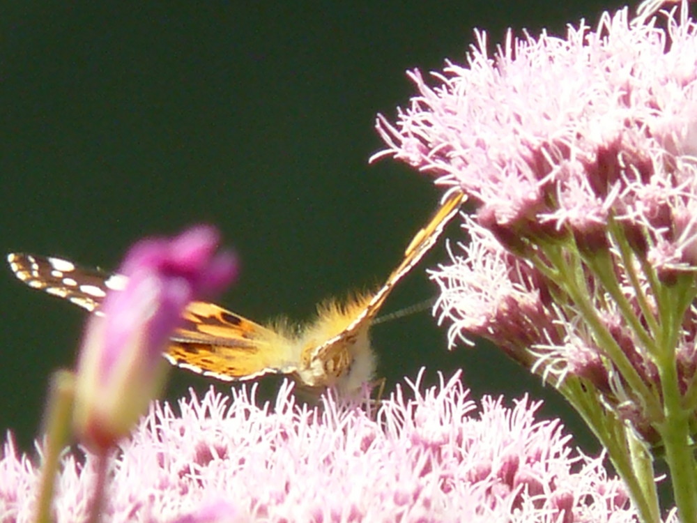 papillon prend son envol