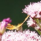 papillon prend son envol