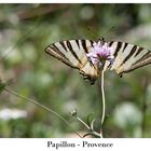 Papillon - Provence