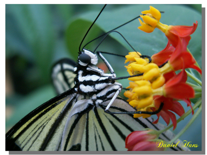 papillon qui butine