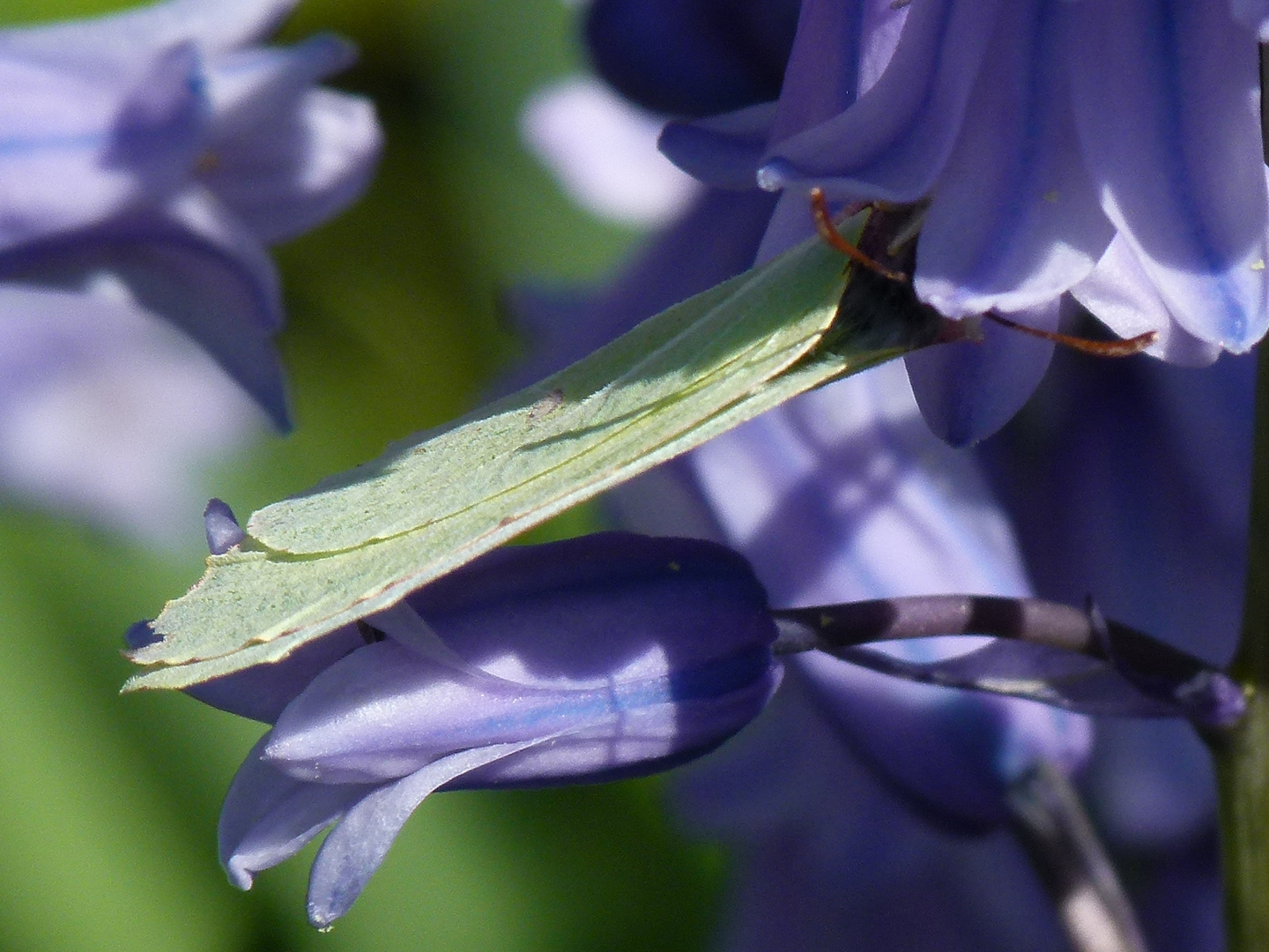 Papillon qui butine...