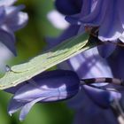 Papillon qui butine...