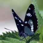 Papillon qui prend la pause