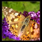 papillon recherche soleil