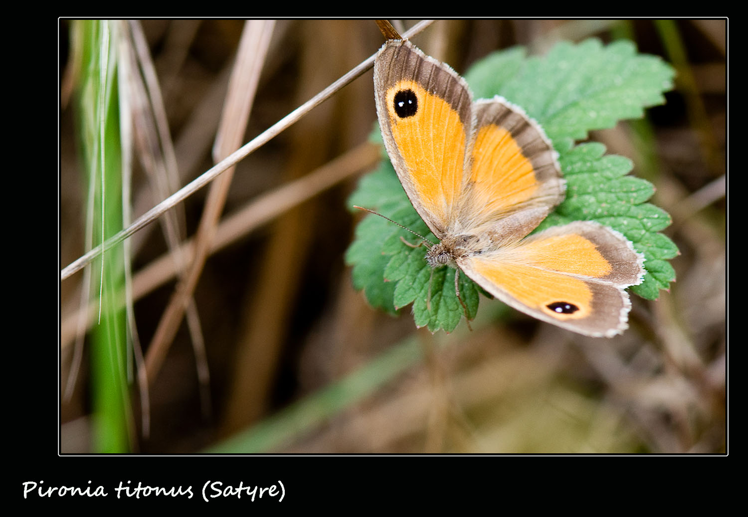 Papillon satyre