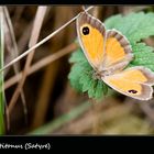 Papillon satyre