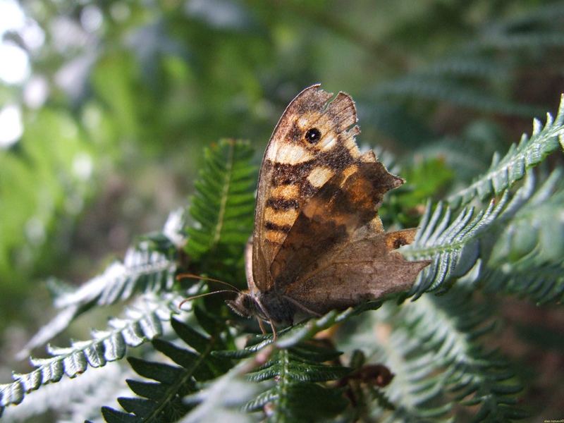 papillon sauvage!