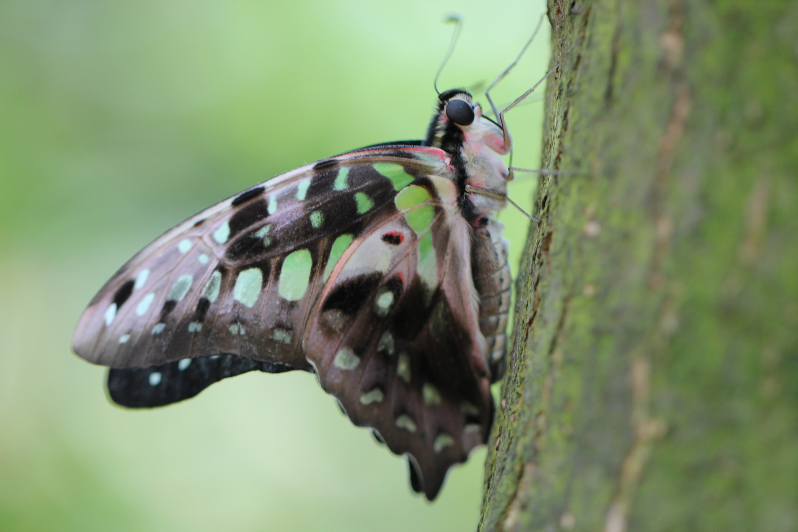 Papillon Schmetterling