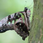 Papillon Schmetterling