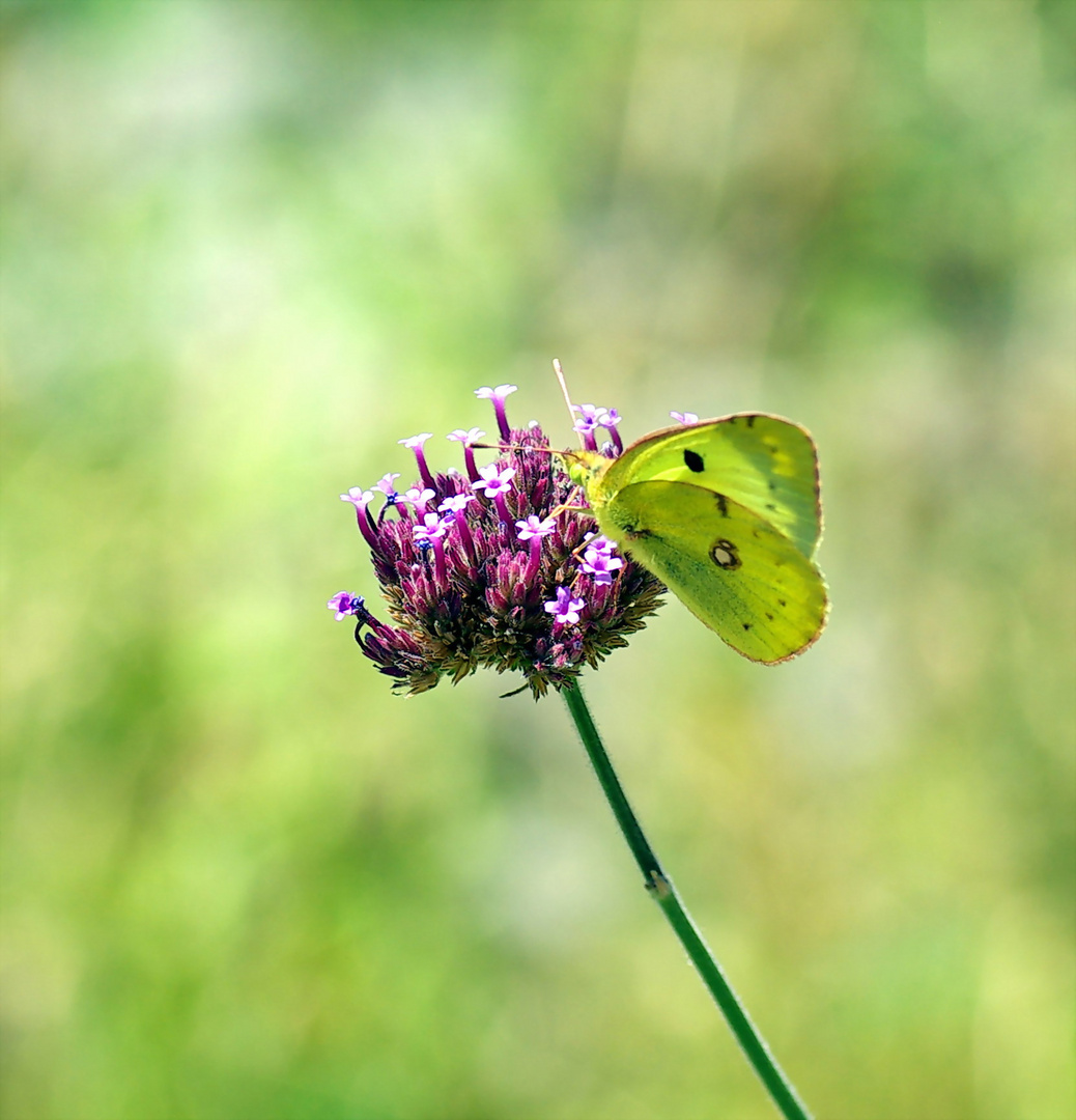 papillon souci