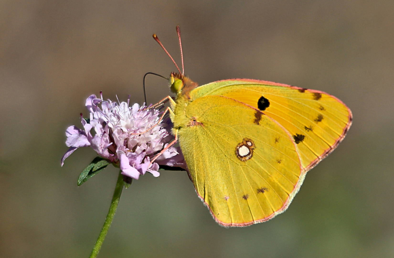 PAPILLON SOUFRÉ 