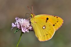 PAPILLON SOUFRÉ 