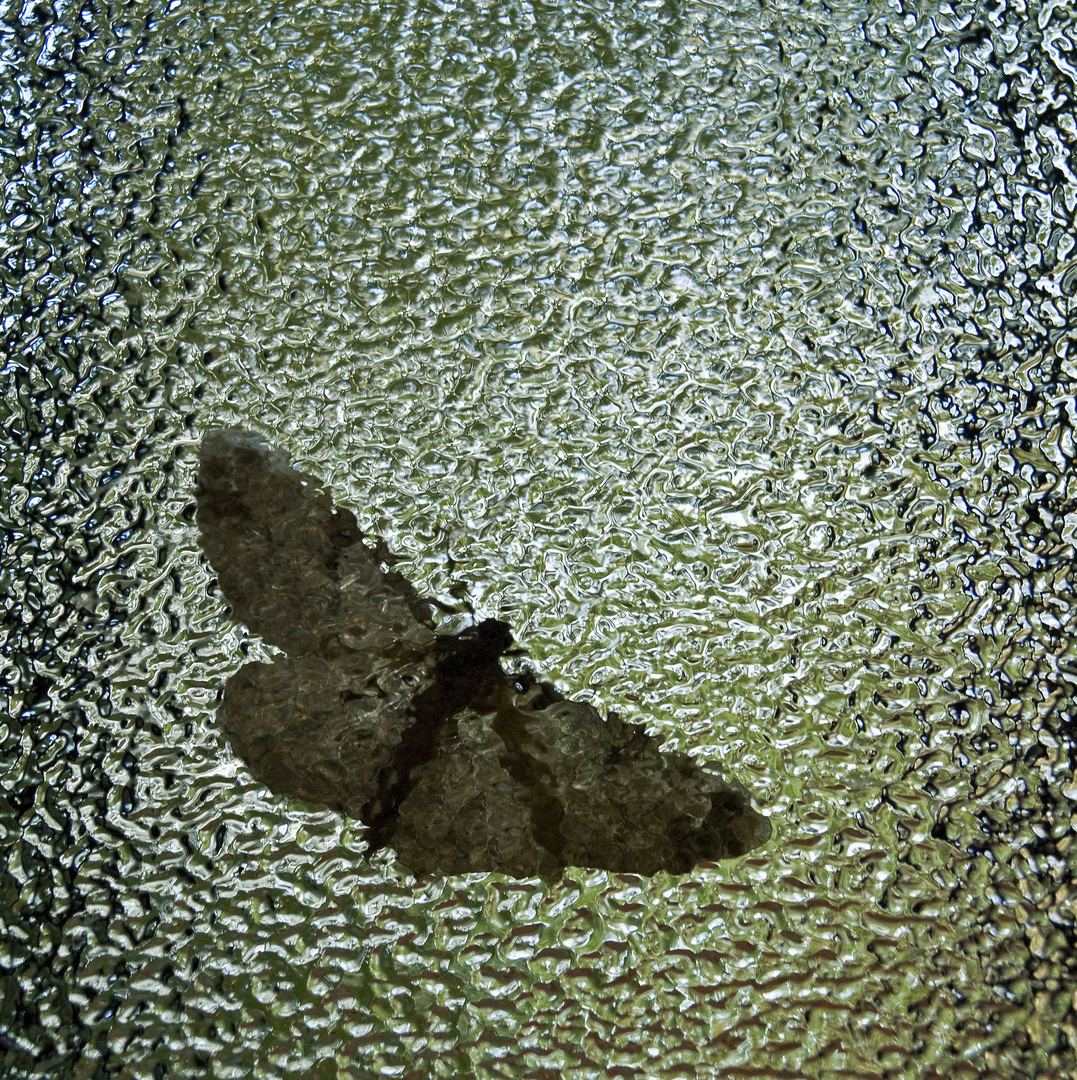 Papillon sous verre …cathédrale