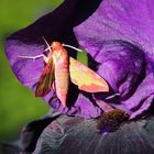 Papillon sphinx 