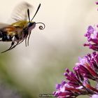 Papillon - Sphinx-Gazé