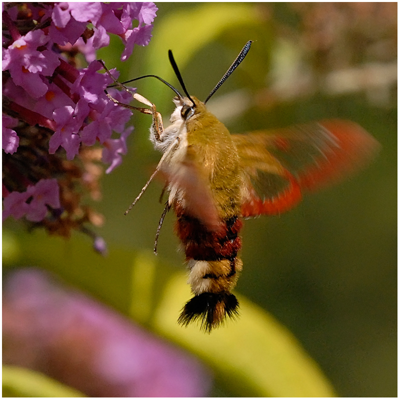 Papillon : Sphinx gazé et buddléia (3)