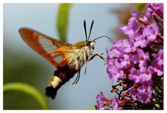 Papillon : Sphinx gazé et Buddleia