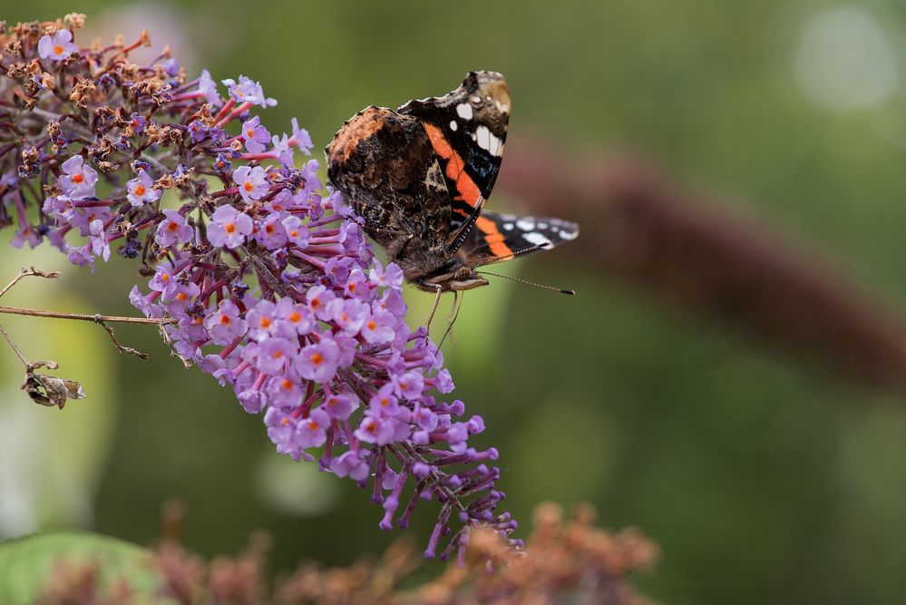 Papillon (suite)