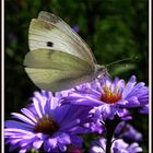 Papillon sur asters