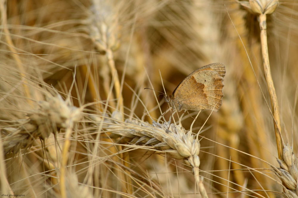 papillon sur blé