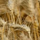 papillon sur blé