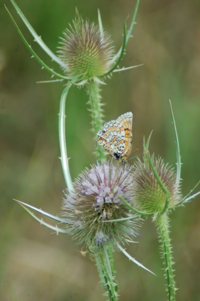 papillon sur chardon