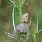 papillon sur chardon