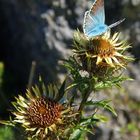 Papillon sur chardon