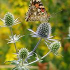 papillon sur chardon bleu