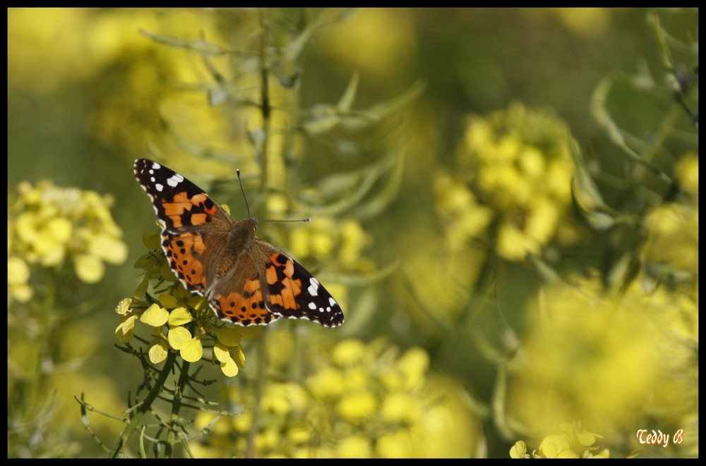 Papillon sur colza.