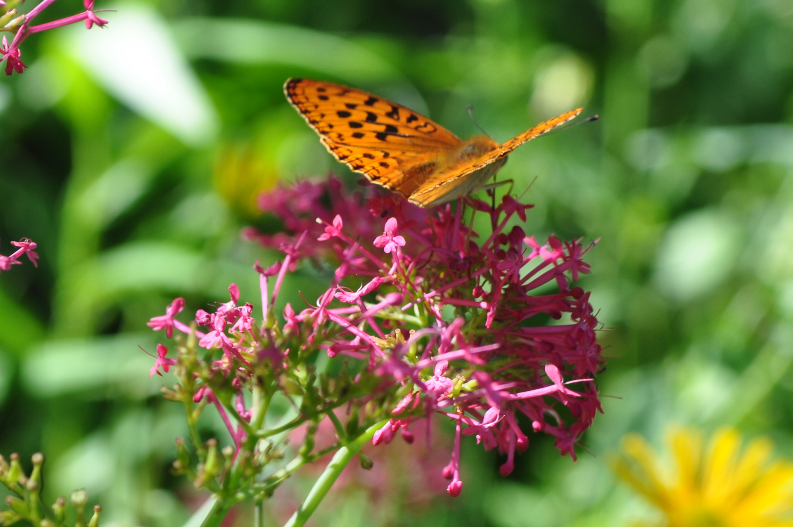 Papillon sur Fleur